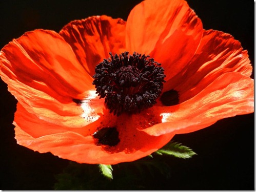 559527_591593960264_1431016284_n